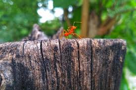 Ants are very common pests present in our house, garden, and in any several dream interpreters think that ants could symbolize cooperation. What Does It Mean To Dream About Ants