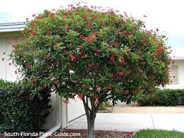 Image result for Jatropha erythropoda