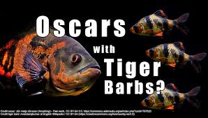 Tie netiek nodoti citiem uzņēmumiem vai organizācijām un netiek. Oscars With Tiger Barbs As Tank Mates Coolfish Network