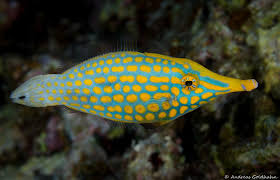 The Colorful Fish Of Fiji Underwater Photography Guide