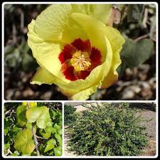 Image result for Barleria albipilosa