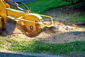 Maybe you would like to learn more about one of these? How To Kill A Tree Stump 2021 Guide This Old House