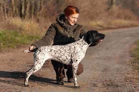 Image result for německý ohař krátkosrstý