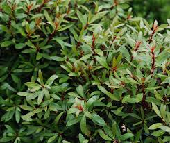 Image result for Landolphia lanceolata