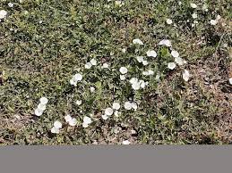 It's a way to connect to our landscape. Invasive Weeds Field Bindweed Thefencepost Com