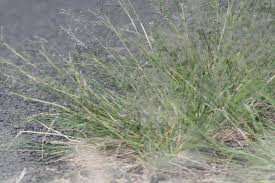 Image result for Eragrostis tenuifolia