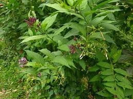Image result for Cestrum × cultum