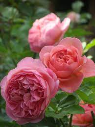 Boscobel Beautiful Roses Flowers Beautiful Flowers