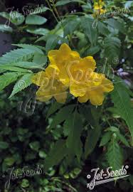 Image result for Tecoma stans