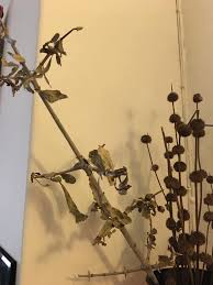 Image result for Synaptolepis alternifolia