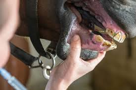 Image result for Capillary Refill