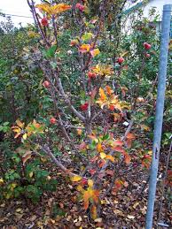 From £83.99£69.99 (ex vat) (vat free) (ex vat) (inc vat) (vat free). Scarlet Sentinel Columnar Apple Apples And Oranges