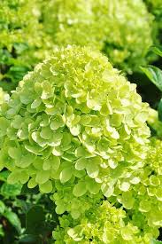 Https Shop Mein Schoener Garten De Rispen Hortensie Little Lime Hydrangea Paniculata Little Lime Produc Hydrangea Paniculata Hortensien Winterharte Straucher