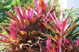 Purple Bush Cordyline Fruticosa Ti Plant Hawaiian Good Luck Plant Tropical Garden Plants Plants Ti Plant