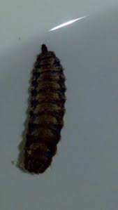 In order to get rid of all the hassle to limit the bugs, you may ease the task by fetching professional help in this case. Black Worms In The Toilet All About Worms