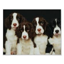 English springer spaniel dog breed information, pictures, care, temperament, health, puppies, breed history. English Springer Spaniel Puppies 2 Poster Zazzle Com In 2021 English Springer Spaniel Puppy Spaniel Puppies Springer Spaniel Puppies