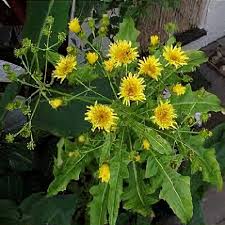Image result for Sonchus friesii