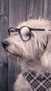 Dog Glasses Scarf Wallpaper Background Iphone Dog With Glasses Dog Wallpaper Cute Dog Wallpaper