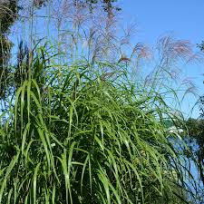 Image result for Miscanthus violaceus
