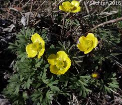 Image result for Ranunculus multifidus