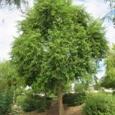 Image result for Dalbergia martinii