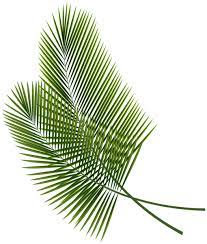 Tropical Leaves Png Clipart Image Tropical Leaves Leaf Images Palm Tree Leaves