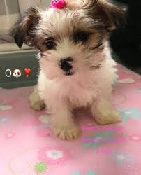 Browse poodle puppies for sale from 5 star breeders with uptown puppies. Dog Breeds Breeder Dogs For Sale Puppies For Sale Morkie Puppy For Sale Maltipoos For Sale S Maltipoo Puppies For Sale Morkie Puppies Shorkie Puppies For Sale