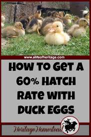 Moreover, you need to ensure that the eggs are turned frequently, at least four times every day. How To Hatch Duck Eggs In 2021 With Even Better Success