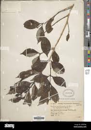 Image result for Psydrax mutimushii