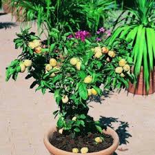 Les Arbres Fruitiers Nains Arbre Fruitier Arbre Fruitier Nain Fruitier