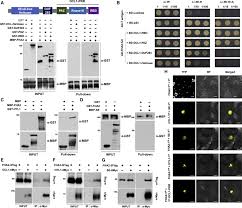 Providing valuable insights into challenging legal and chua associates act for a variety of commercial, financial and industrial enterprises, both public and. Light Stabilized Fha2 Suppresses Mirna Biogenesis Through Interactions With Dcl1 And Hyl1 Sciencedirect