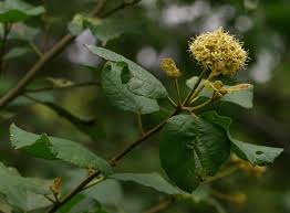 Image result for Cordia monoica
