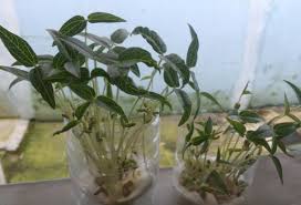 Alat yang di butuhkan 1. Cara Sukses Menanam Kacang Hijau Di Polybag Atau Pot Dengan Mudah Berhasil Faunadanflora Com