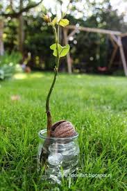 Most grafted cultivars are 2 yrs old so you can expect to receive the first crops in the 3rd year after planting. 17 Walnuts Ideas Walnuts Walnut Recipes Walnut