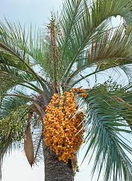 Sweet and aromatic with the flavour of apricots183, k. Butia Odorata Monaco Nature Encyclopedia