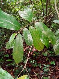 Image result for Annickia