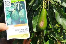A fast growing plant that will create a hedge when mass planted in row. Avocado Tree Id
