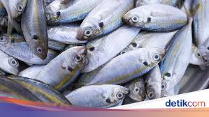 Gulai ikan kembung khas padang adalah salah satu sajian istimewa yang enak. 12 Manfaat Konsumsi Ikan Kembung Bagi Kesehatan Bisa Dicoba