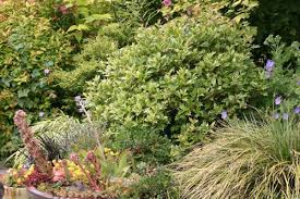 View Plant Great Plant Picks Plants Northwest Garden Waterwise Garden