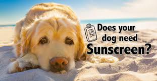 Maybe you would like to learn more about one of these? 4 Reasons Why Your Dog Might Need Sunscreen Dog Friendly Beach Heat Stroke In Dogs Dogs