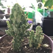 I've never dealt with one myself, but i know (looking at pictures) that they can grow real. Opuntia Monacantha F Monstruosa Variegata Joseph S Coat In Gardentags Plant Encyclopedia