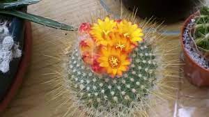 Orange, blue, gray, pink, yellow, red, green, white, purple, beige, black, brown, coffee, gold, khaki, multicolor. My Parodia Chrysacanthion Rubra Orange Flame Cactus In Yellow And Orange Flower Youtube
