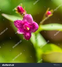 Image result for Jasminum beesianum