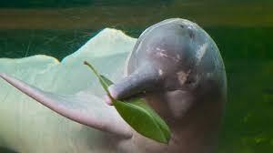 本文作者擁有 20 年投資經驗，從 asap 倒閉事件，分析背後的主因，並且剖析了這件事情背後的意義，以及我們該如何用這個經驗看待目前網路購物的霸主─. ç²‰çº¢è‰²çš„æµ·è±šç²‰çº¢è‰²çš„é±¼ è¿™åˆ°åº•æ˜¯é‚£å°¤å¡å¦è¿˜æ˜¯äºšé©¬é€Š