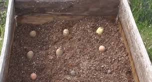 You put it in a tumbler with, say, spoiled fruit and other wetting kitchen garbage, it will be gone in days. Can You Grow Potatoes In Sawdust Gardening Channel