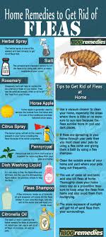 These are more of a threat to the health of your pet than any humans in the home. These Home Remedies For Fleas Will Not Only Kill The Fleas But Will Also Prevent The Fleas In Your Home In F Home Remedies For Fleas Flea Remedies Pet Remedies