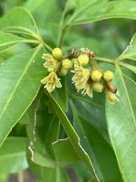 Image result for Vepris bremekampii