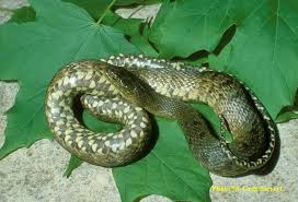 Maybe you would like to learn more about one of these? Mississippi Green Watersnake State Of Tennessee Wildlife Resources Agency