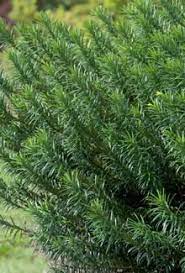 This is a slow grower and rarely needs pruning to maintain it's compact form. Yewtopia Plum Yew Plant Development Services Inc Plants Landscape Plan Plum