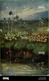 Image result for Commiphora mombassensis